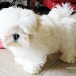 Cucciolo razza Maltese