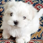 Cucciolo cane Maltese