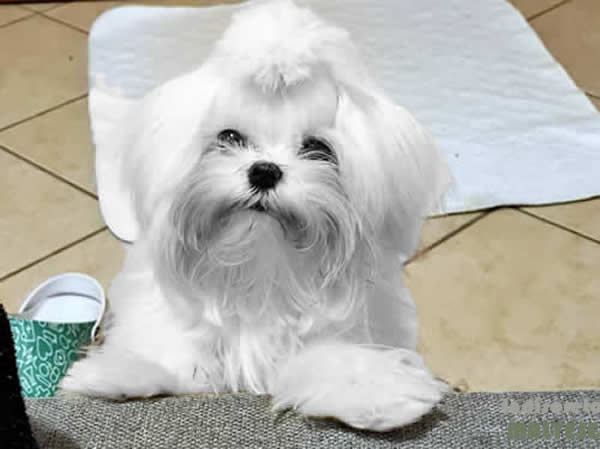 Cucciolo Maltese