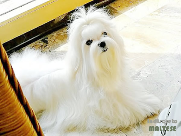 Cane Maltese adulto