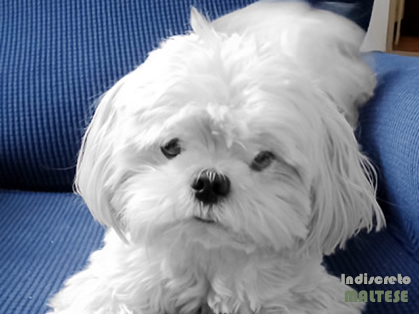 Cane Maltese cucciolo