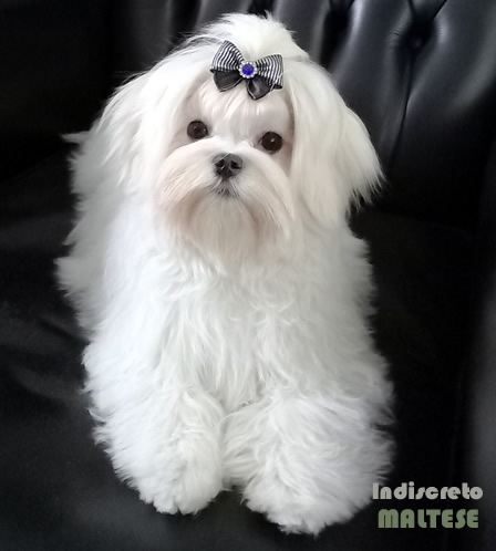 Cane razza Maltese