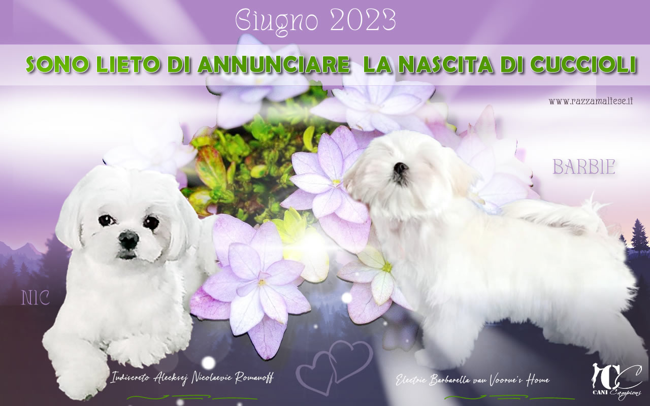 Cuccioli Maltese nati il 29.6.2023