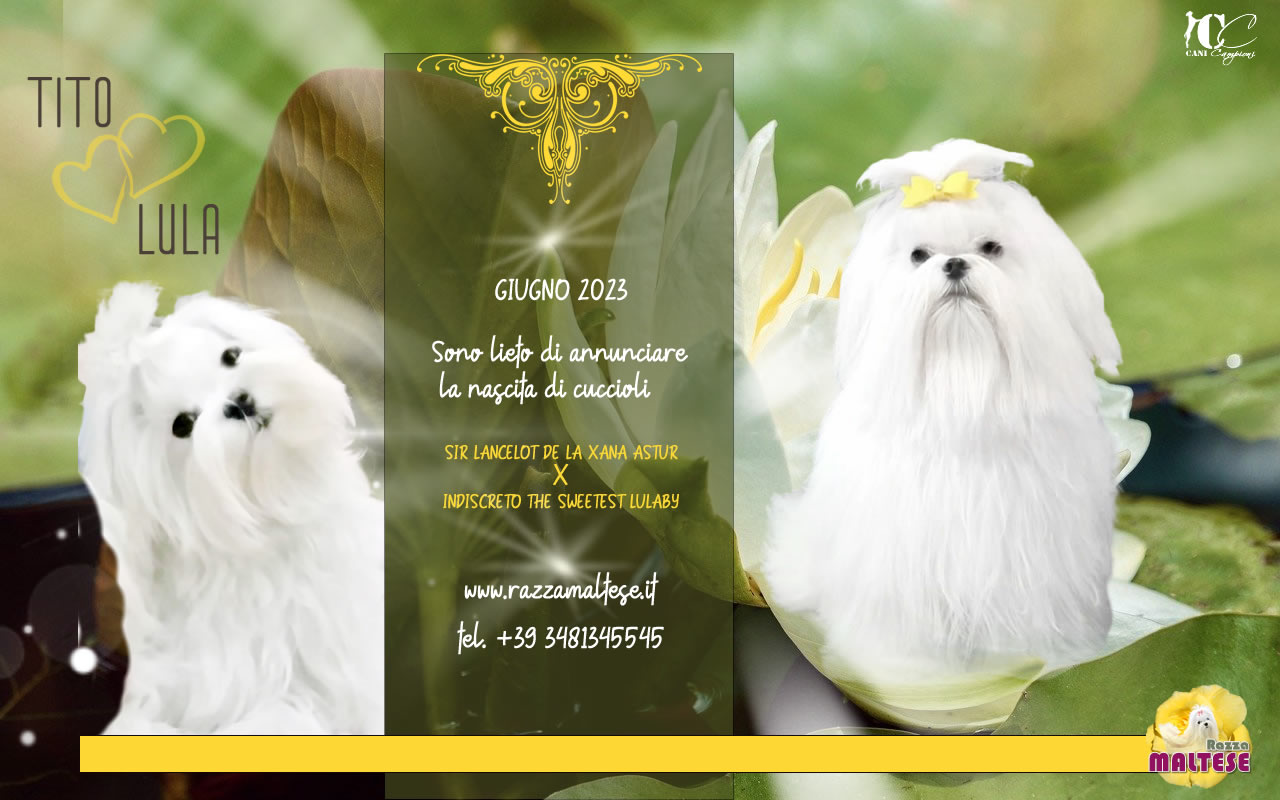 Cucciolata Maltese 30.6.2023